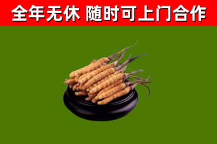江阴市回收冬虫夏草